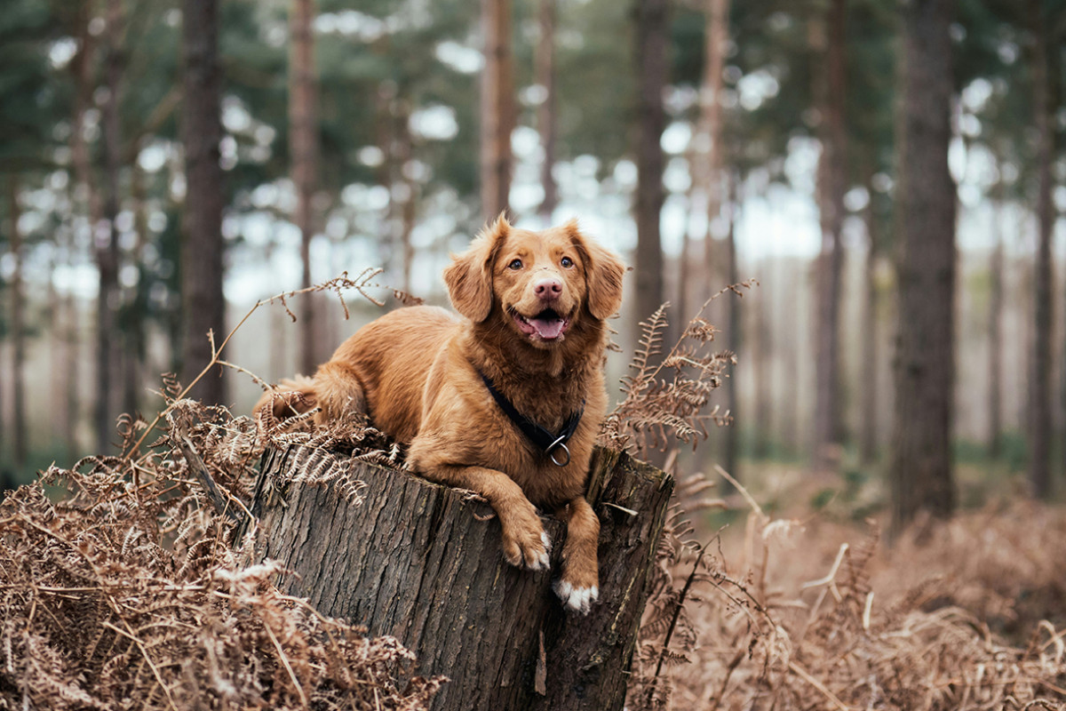 Unterwegs mit dem Hund