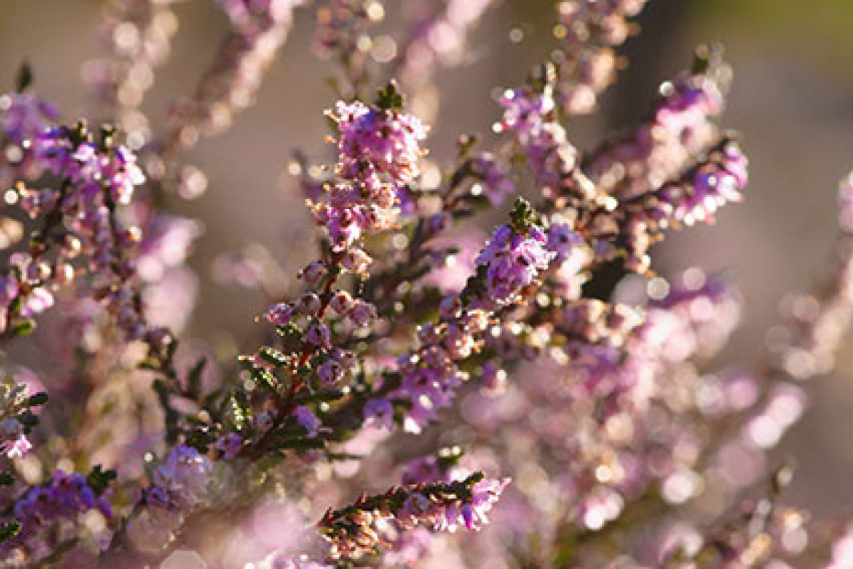 SBB - Die violetten Heidefelder von Schoorl