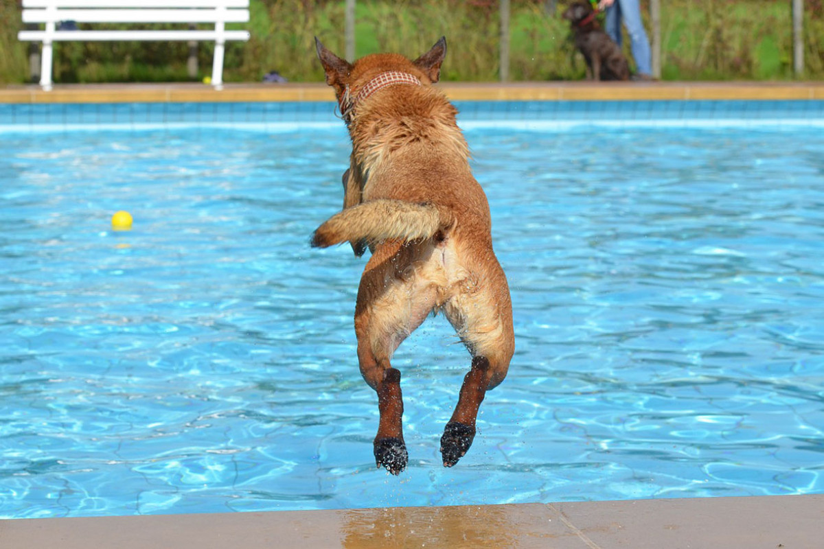 Het Baafje - Hundeschwimmen