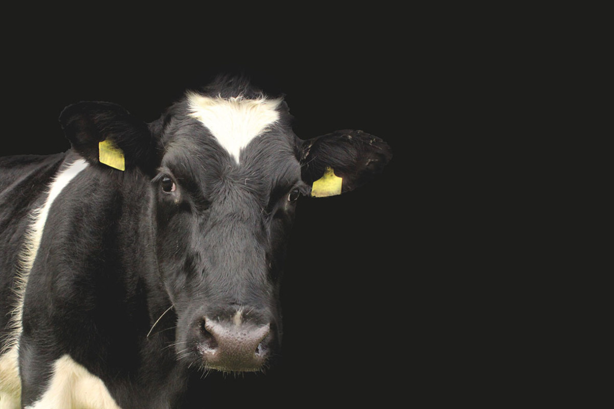 Open Boerderijdagen Heiloo