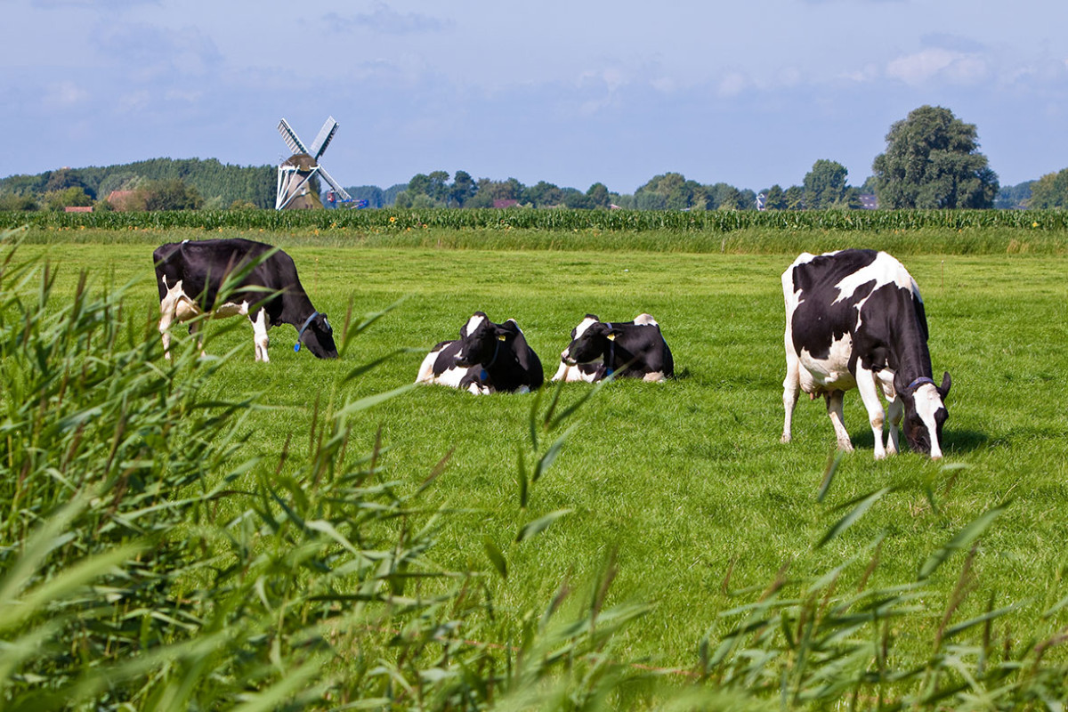 Toer de Boer (Bauerntour) Heiloo