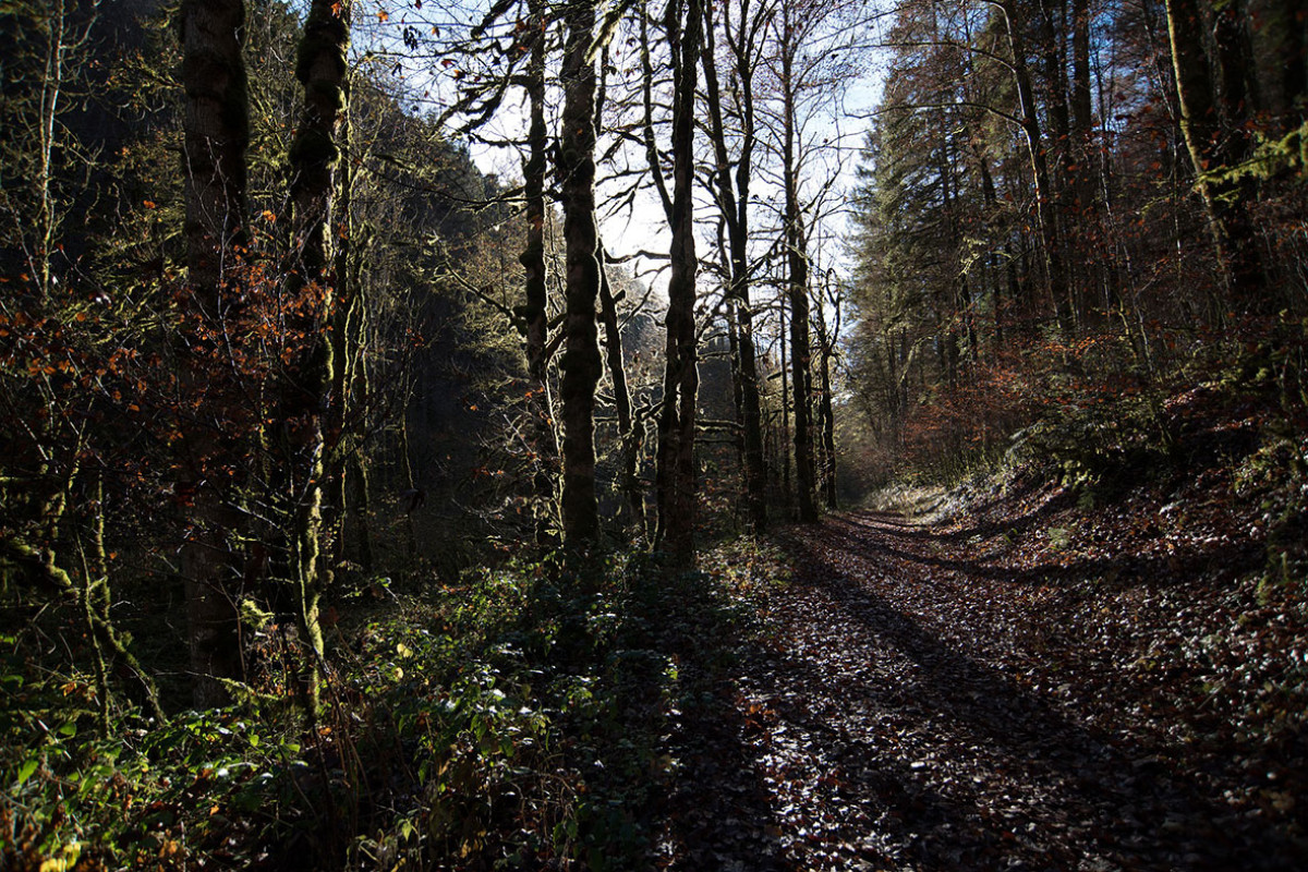 Stiltewandeling - Egmond aan den Hoef