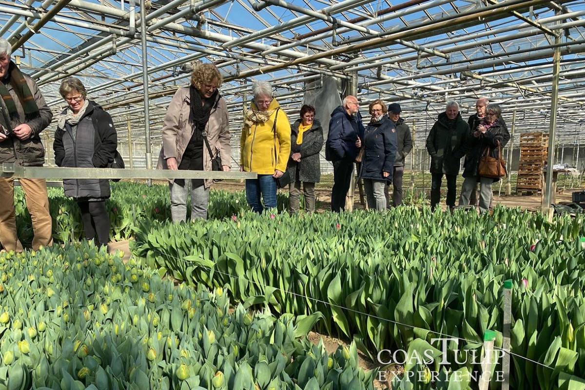 CoasTulip - excursie tulpenkwekerijen