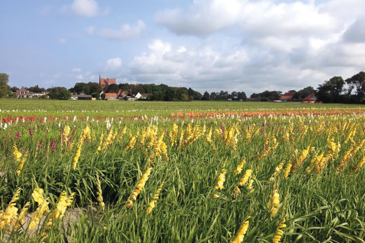 Die Perlen des Mooi-Kennemerlandes