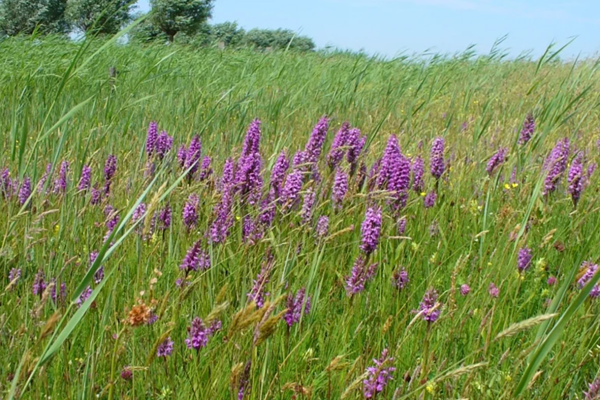 Bloemenexcursie Bakkum-Noord