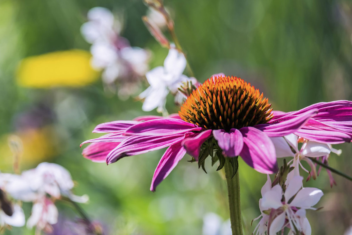 Hortus Alkmaar - Zondagochtendwandeling