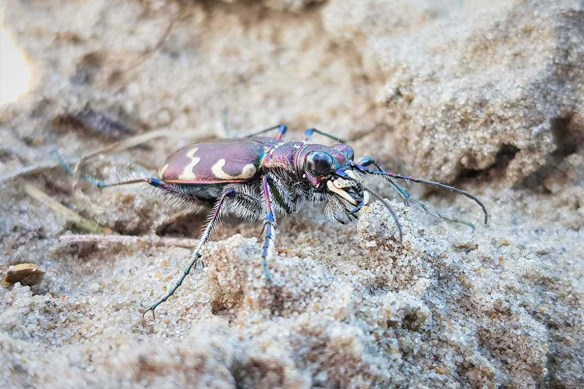 Insecten zoeken