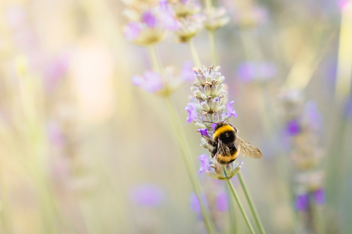 KNNV - Woche der Biodiversität