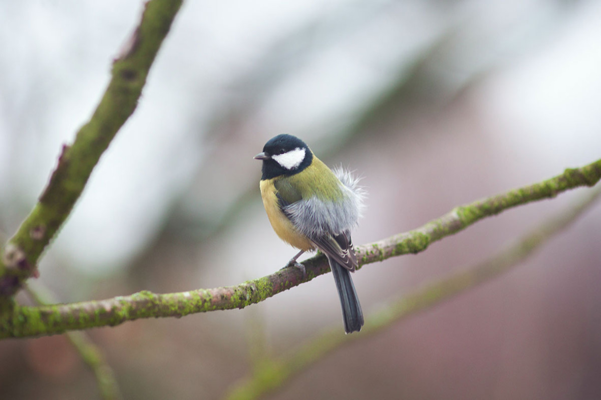 NME - Vogelbeobachtung am Nachmittag