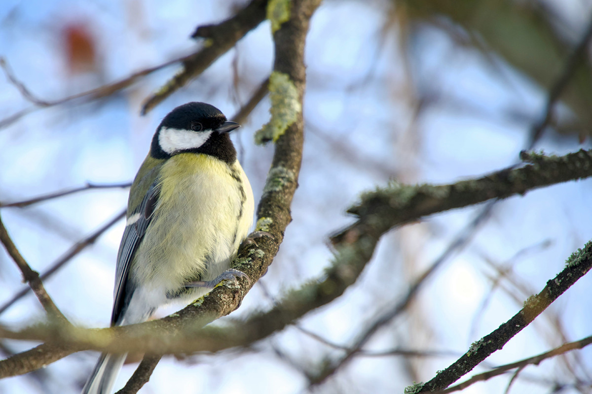 PWN De Hoep - Vogelfeest