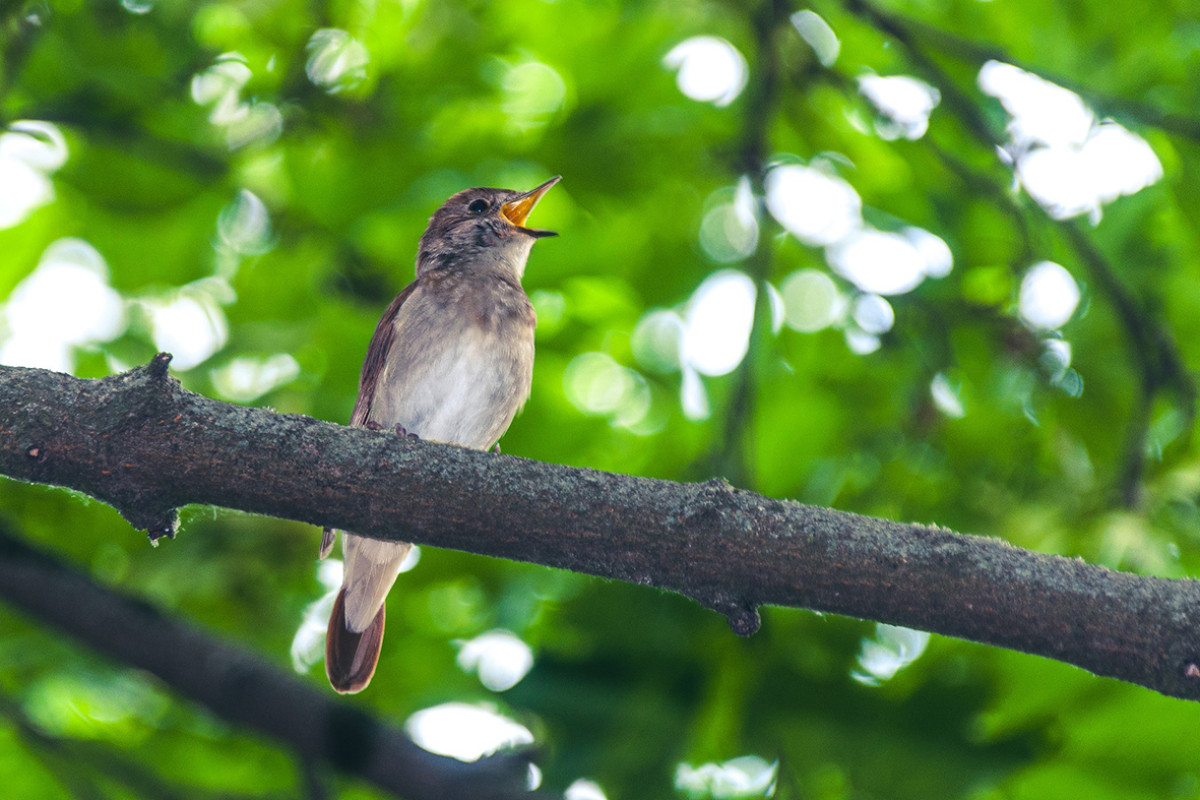 Fete de la Nature in Castricum