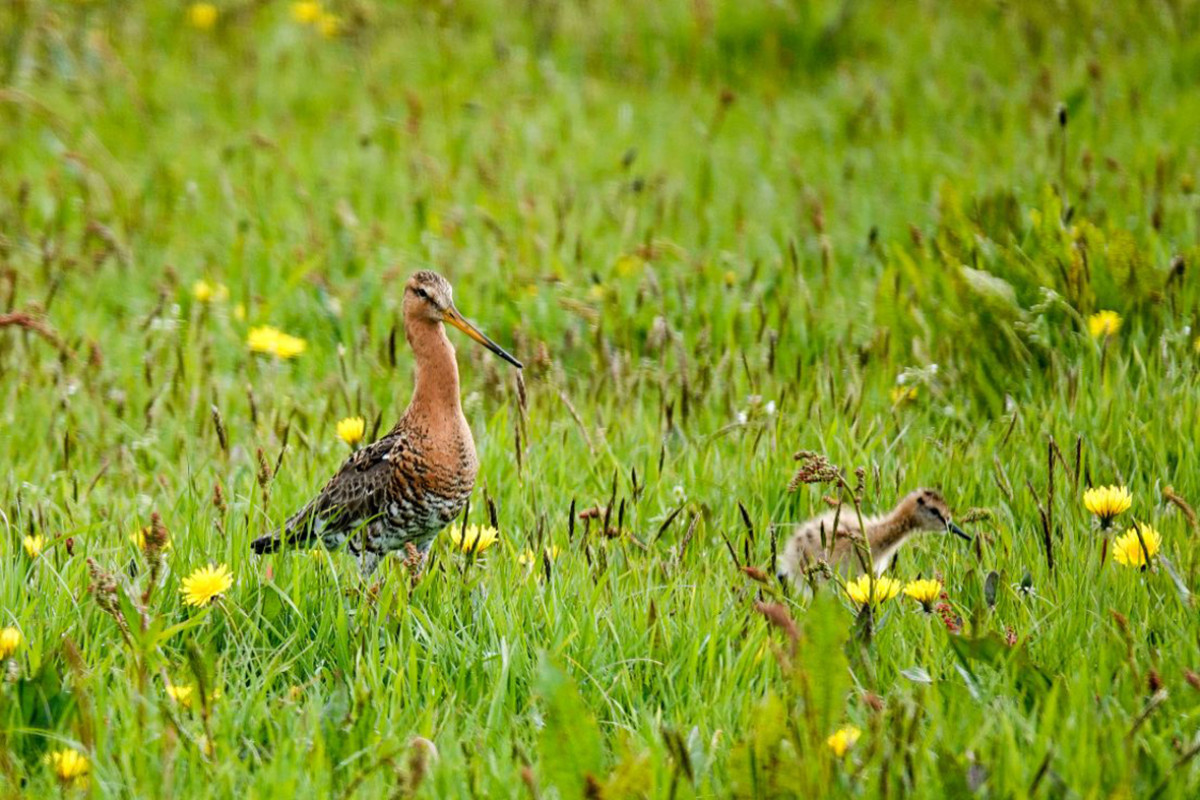 Naturexkursion in den Gebieten der Hooge Weide