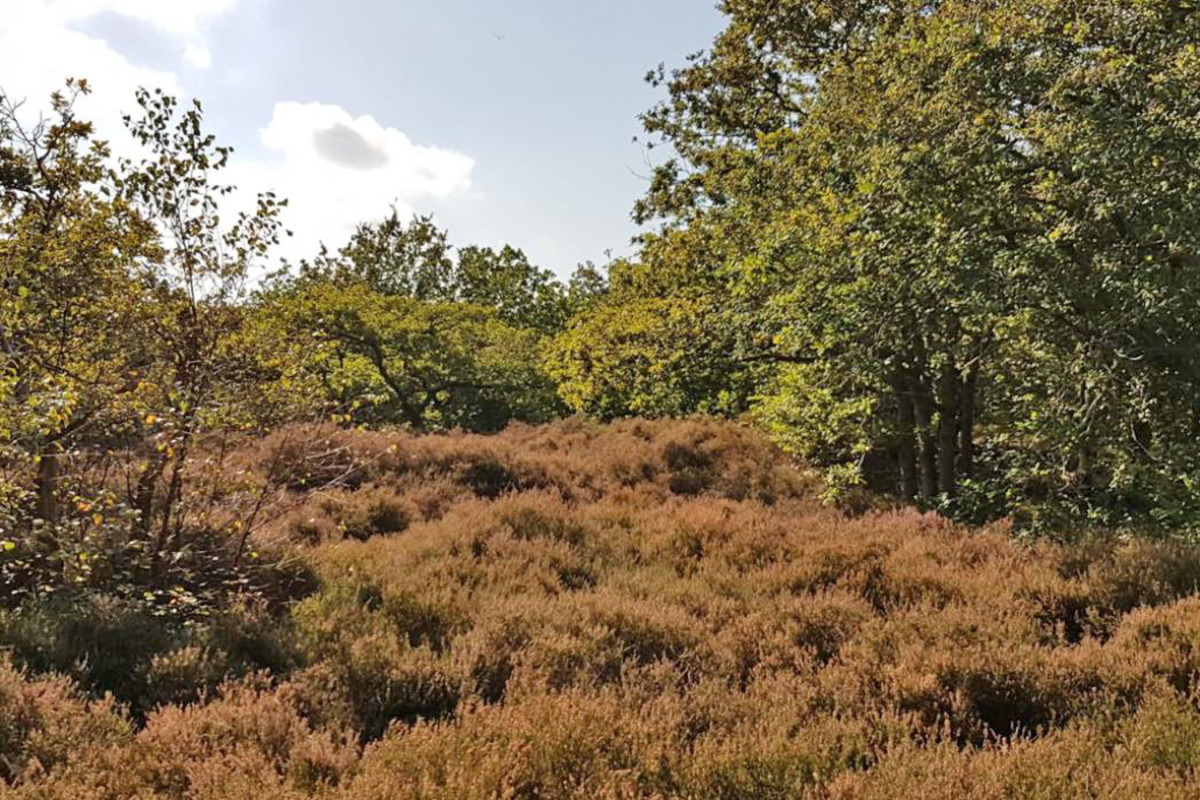 Bezoekerscentrum De Duinheide - Eindejaarswandeling