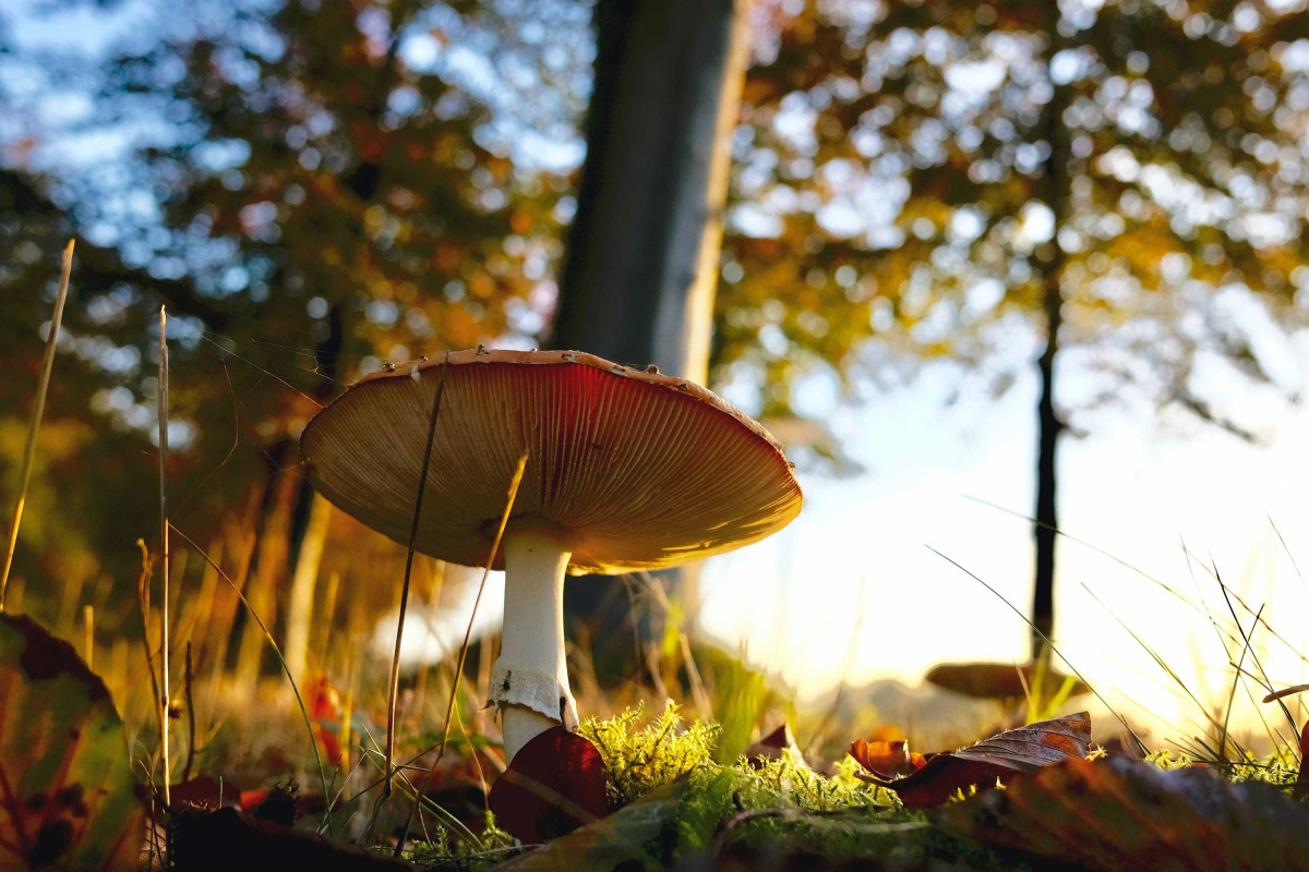 Besucherzentrum De Duinheide (De Schaapskooi) - Pilze Tag