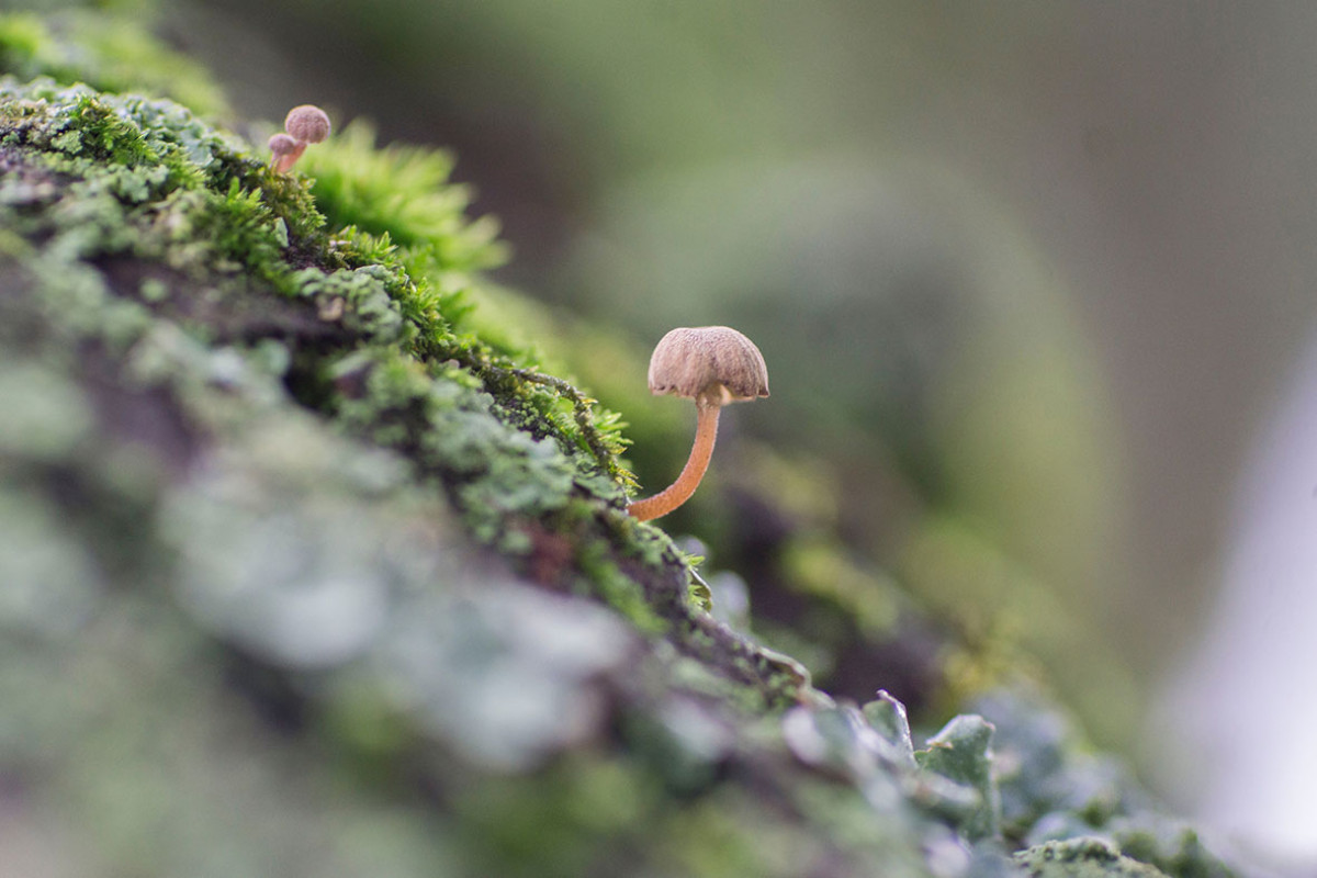 Paddenstoelen kijken