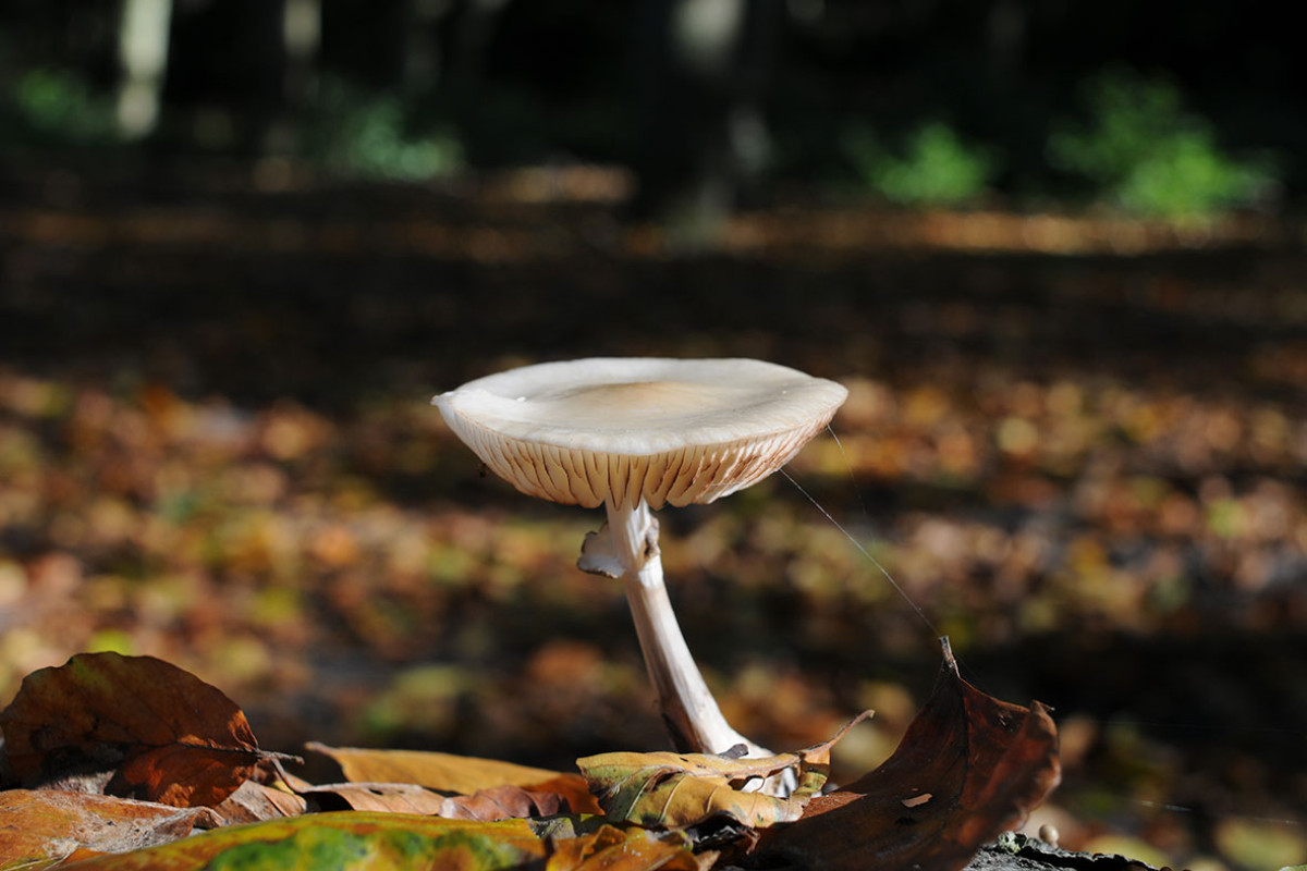 Besucherzentrum De Duinheide - Herbsttag/Pilztag