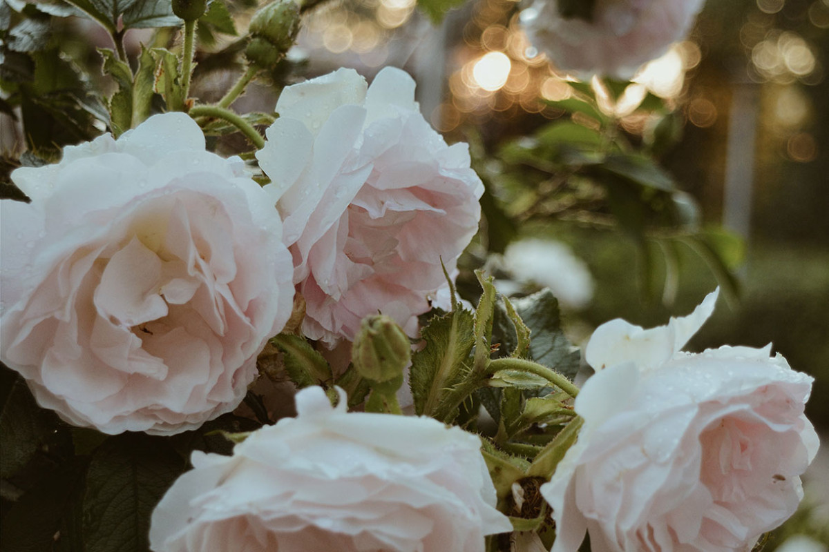 Dornröschen und Rosen