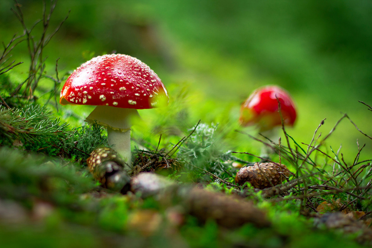 SBB - Pilz-Schnitzeljagd in den Schoorler Dünen