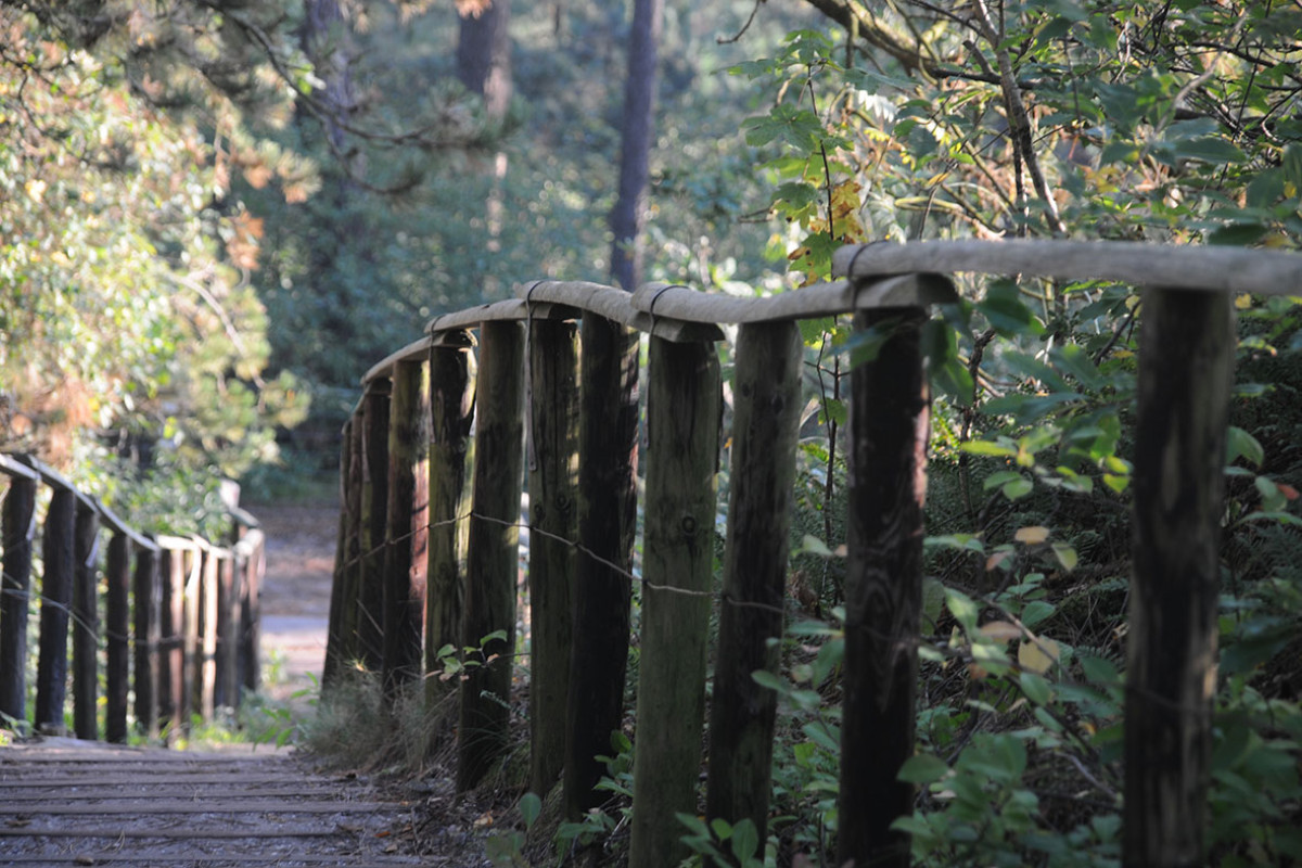 Boswachterspad Noordzeewandeling