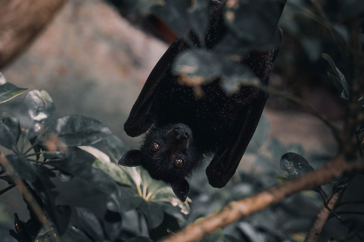 Nacht der Fledermaus Castricum