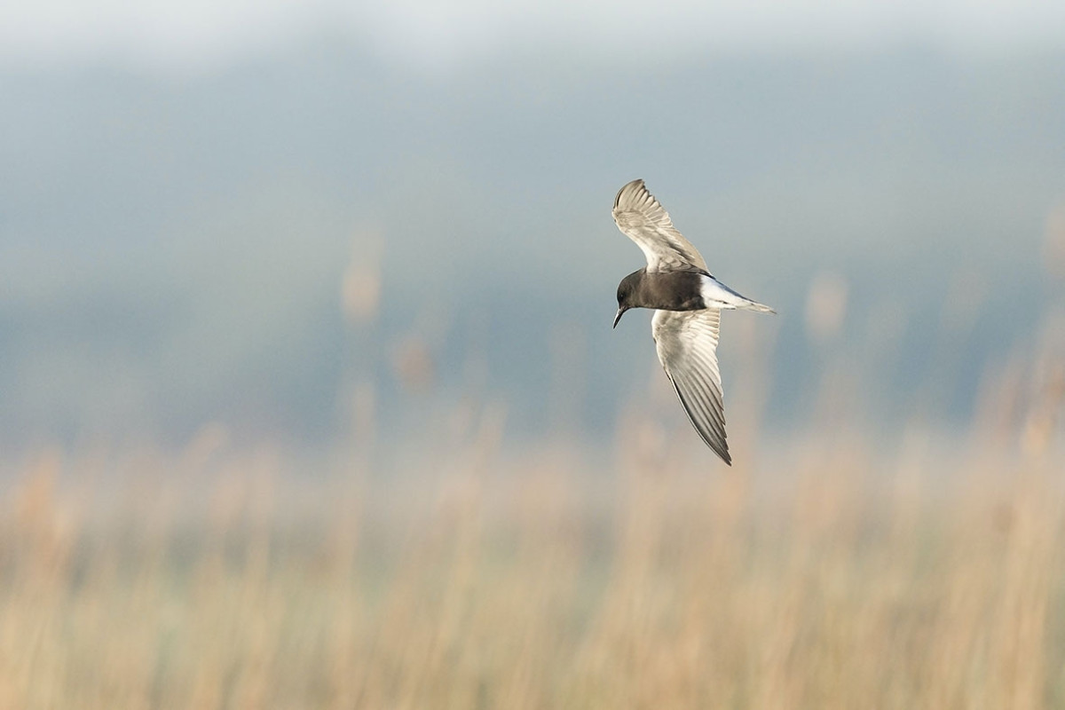 Vögel beobachten in Camperduin