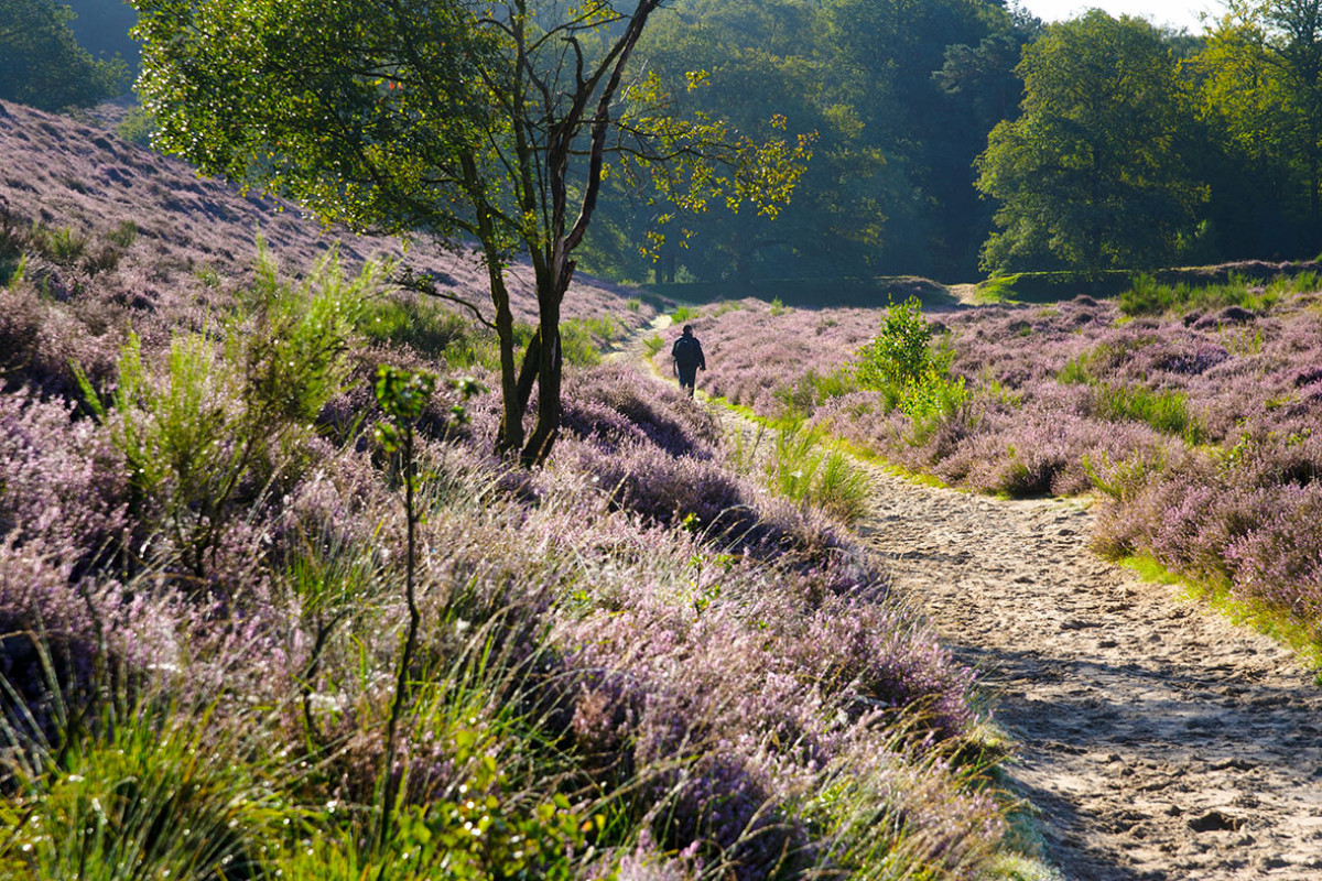 Wandeling door duin en heide