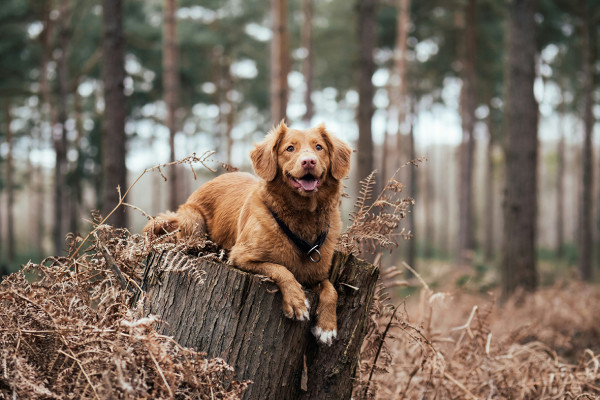 Unterwegs mit dem Hund