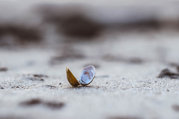Schelpen zoeken aan het strand