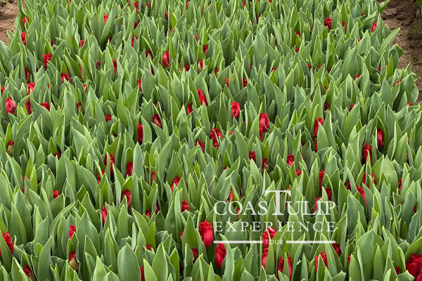 CoasTulip - excursie tulpenkwekerijen