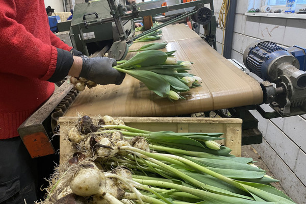 CoasTulip - excursie tulpenkwekerijen