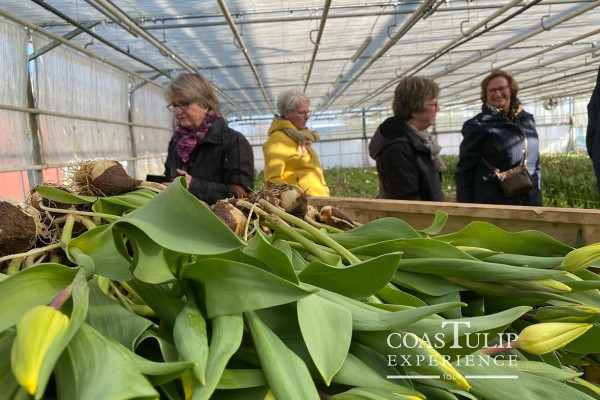 CoasTulip - excursie tulpenkwekerijen