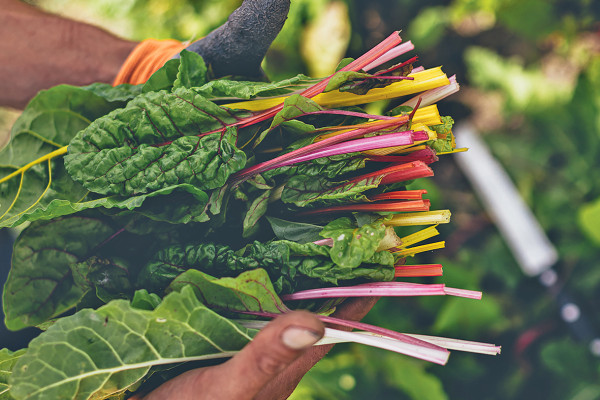 Landgoed Rorik, land-to-table